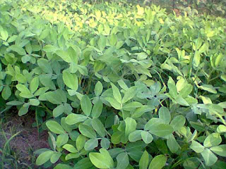  ialah cara menanam kacang tanah dan bagaimana kita sebagai petani terutama petani kacang Tips Budidaya Kacang Tanah Organik Agar Sukses